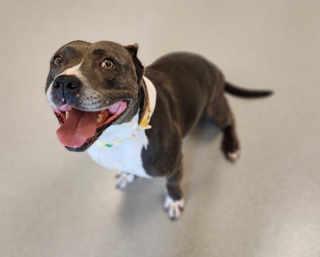 Sky, an adoptable Pit Bull Terrier in Superior, WI, 54880 | Photo Image 6