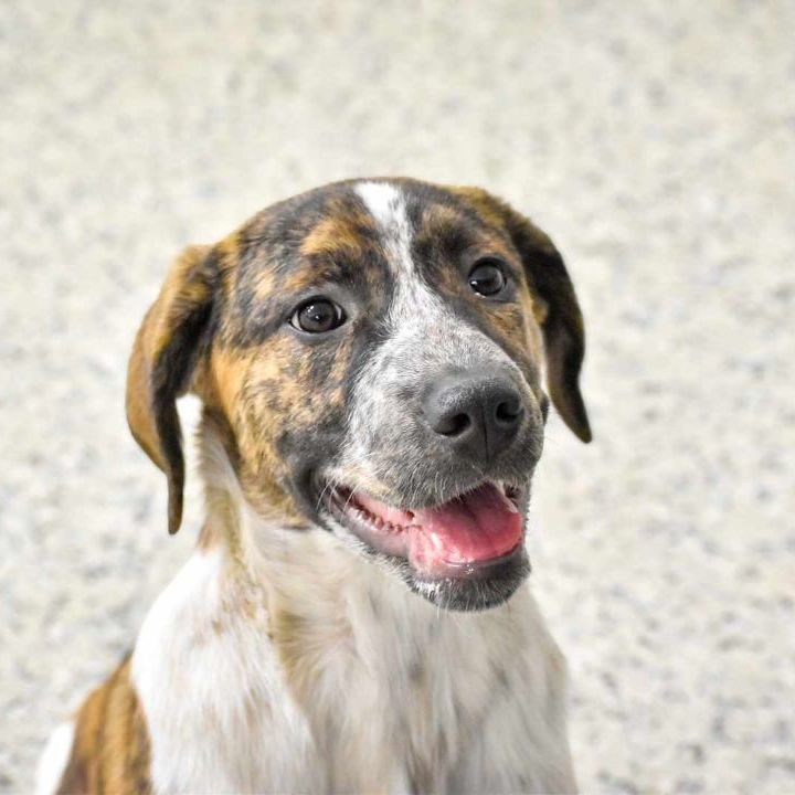 Truffle, an adoptable Saint Bernard in Edmonton, AB, T5B 2B7 | Photo Image 1