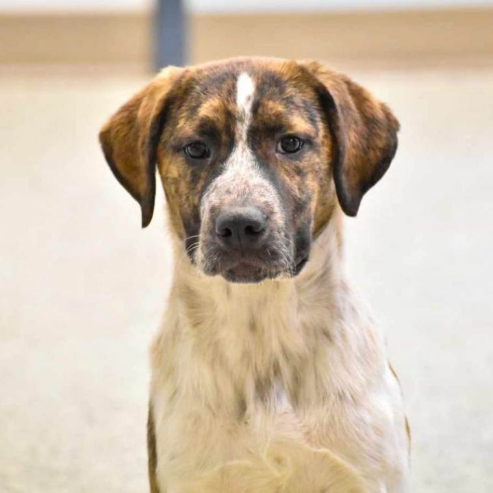 Dog for adoption Truffle, a Saint Bernard Mix in Edmonton, AB Petfinder