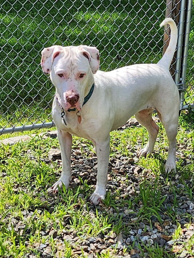 Callie, an adoptable Pit Bull Terrier, Labrador Retriever in Lunenburg, VT, 05906 | Photo Image 1