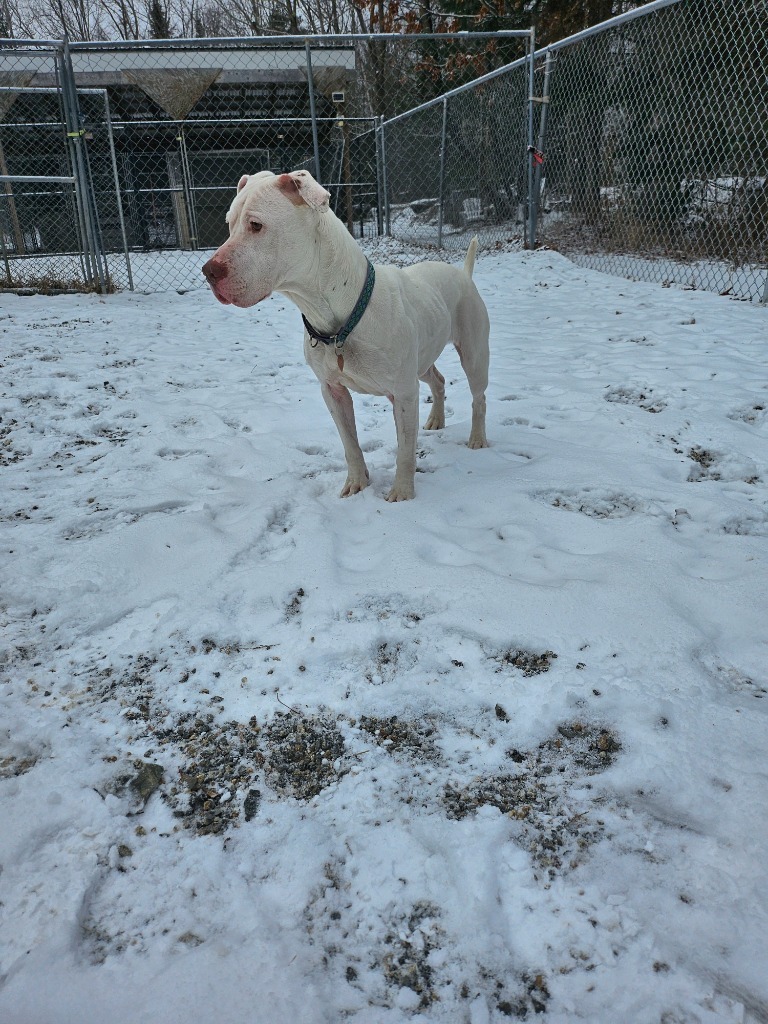 Callie, an adoptable Pit Bull Terrier, Labrador Retriever in Lunenburg, VT, 05906 | Photo Image 1