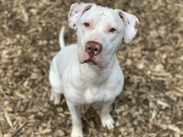 Callie, an adoptable Pit Bull Terrier, Labrador Retriever in Lunenburg, VT, 05906 | Photo Image 2