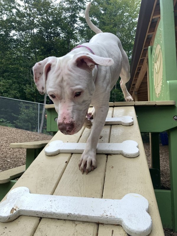 Callie, an adoptable Pit Bull Terrier, Labrador Retriever in Lunenburg, VT, 05906 | Photo Image 2