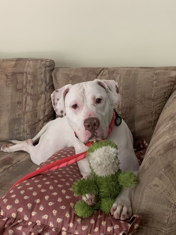 Callie, an adoptable Pit Bull Terrier, Labrador Retriever in Lunenburg, VT, 05906 | Photo Image 3