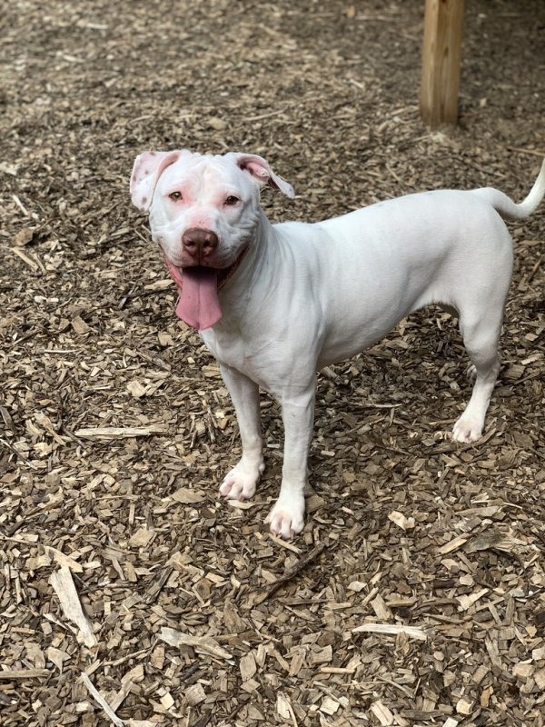 Callie, an adoptable Pit Bull Terrier, Labrador Retriever in Lunenburg, VT, 05906 | Photo Image 4