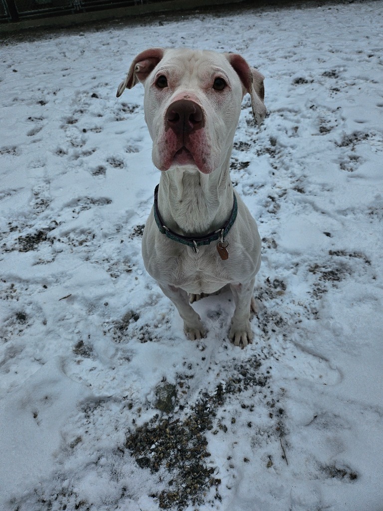 Callie, an adoptable Pit Bull Terrier, Labrador Retriever in Lunenburg, VT, 05906 | Photo Image 6
