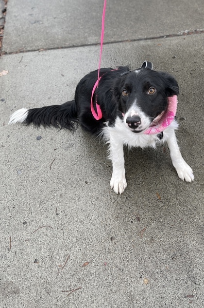 Border Collie - Sidewalk Dog