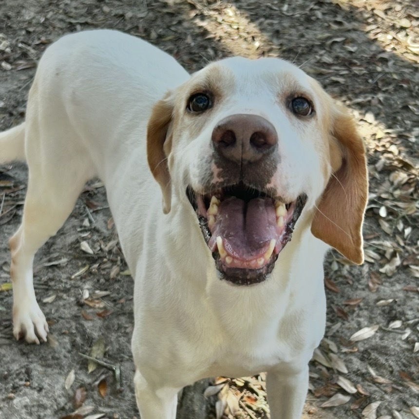 Duke, an adoptable Mixed Breed in Milton, FL, 32583 | Photo Image 1