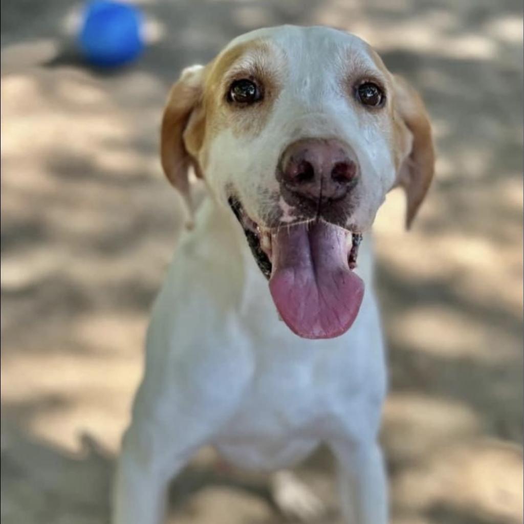 Duke, an adoptable Mixed Breed in Milton, FL, 32583 | Photo Image 2