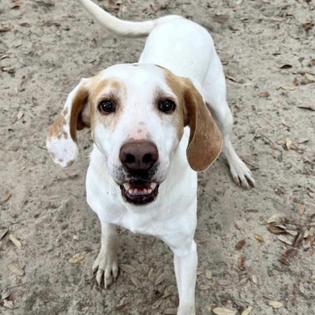 Duke, an adoptable Mixed Breed in Milton, FL, 32583 | Photo Image 3