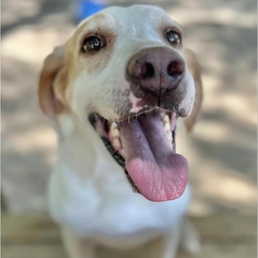 Duke, an adoptable Mixed Breed in Milton, FL, 32583 | Photo Image 5