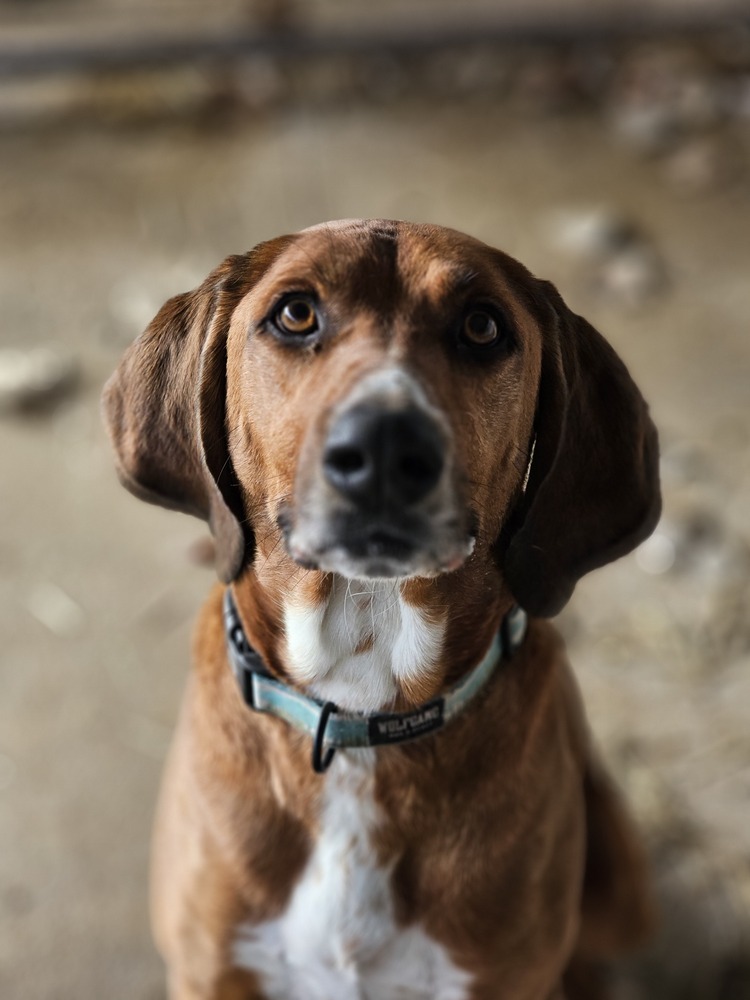 Koa, an adoptable Bloodhound in Fort Madison, IA, 52627 | Photo Image 1