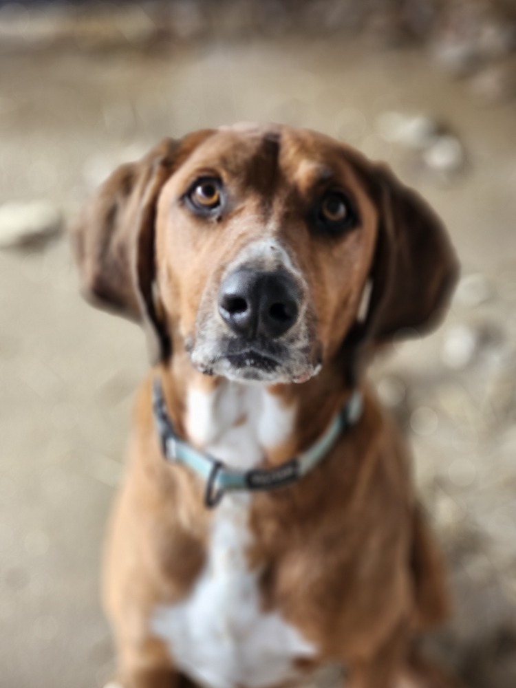 Koa, an adoptable Bloodhound in Fort Madison, IA, 52627 | Photo Image 2