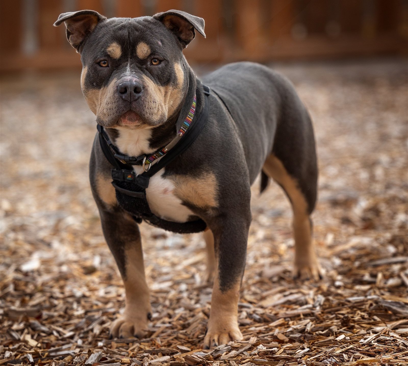 Hambone, an adoptable Pit Bull Terrier, American Bulldog in St. Cloud, MN, 56301 | Photo Image 1