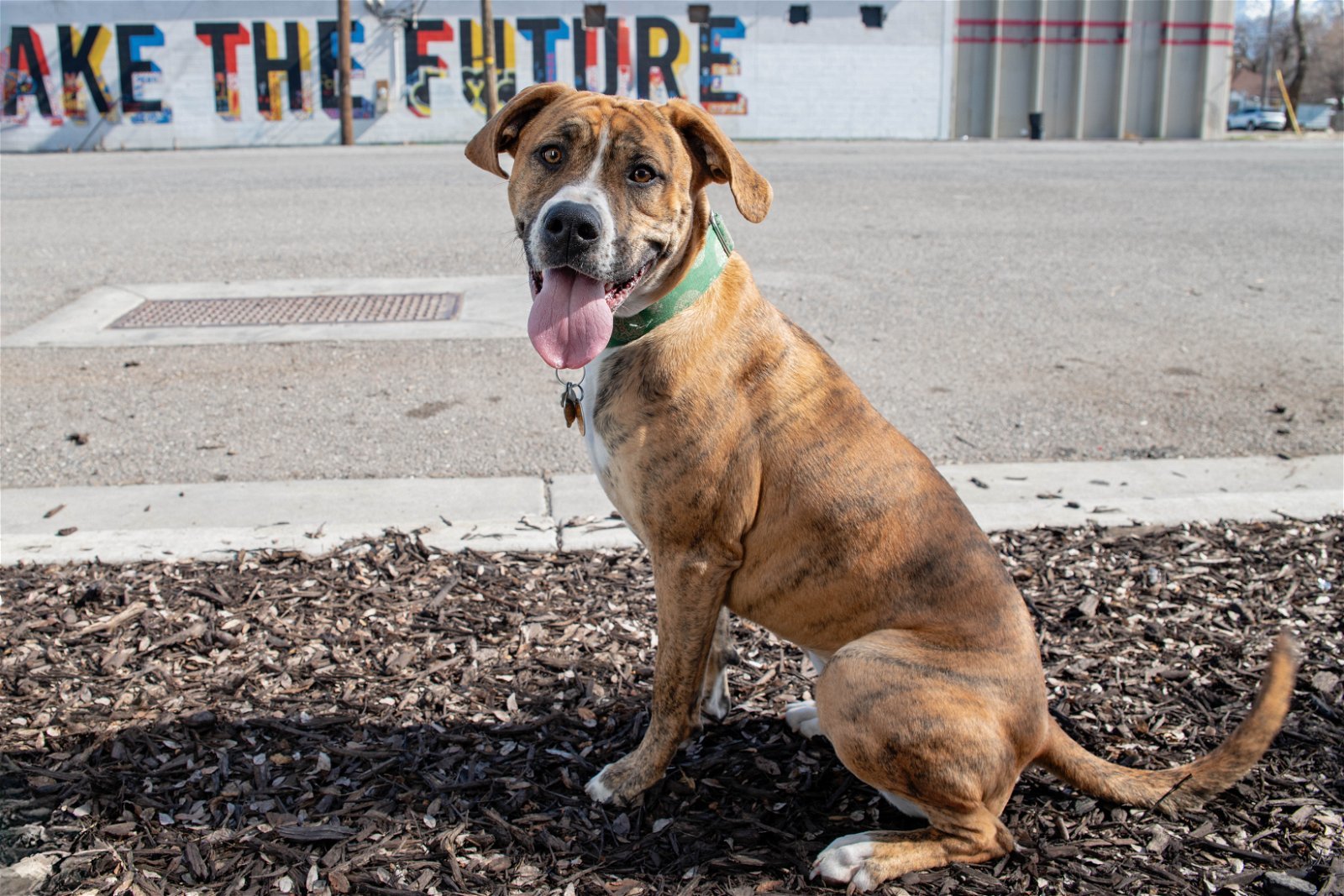 Zima, an adoptable Boxer in Salt Lake City, UT, 84171 | Photo Image 2