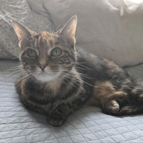 Miley, an adoptable Domestic Short Hair in Bismarck, ND, 58507 | Photo Image 1