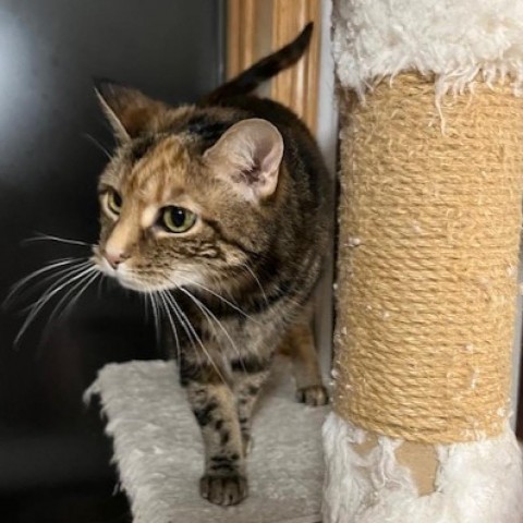 Miley, an adoptable Domestic Short Hair in Bismarck, ND, 58507 | Photo Image 2