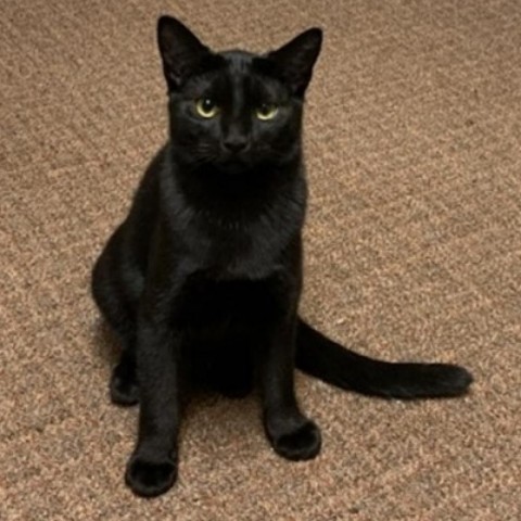 Buzz, an adoptable Domestic Short Hair in Bismarck, ND, 58507 | Photo Image 1