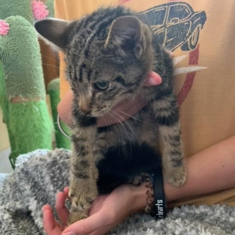 Minni, an adoptable Domestic Short Hair in Bismarck, ND, 58507 | Photo Image 2