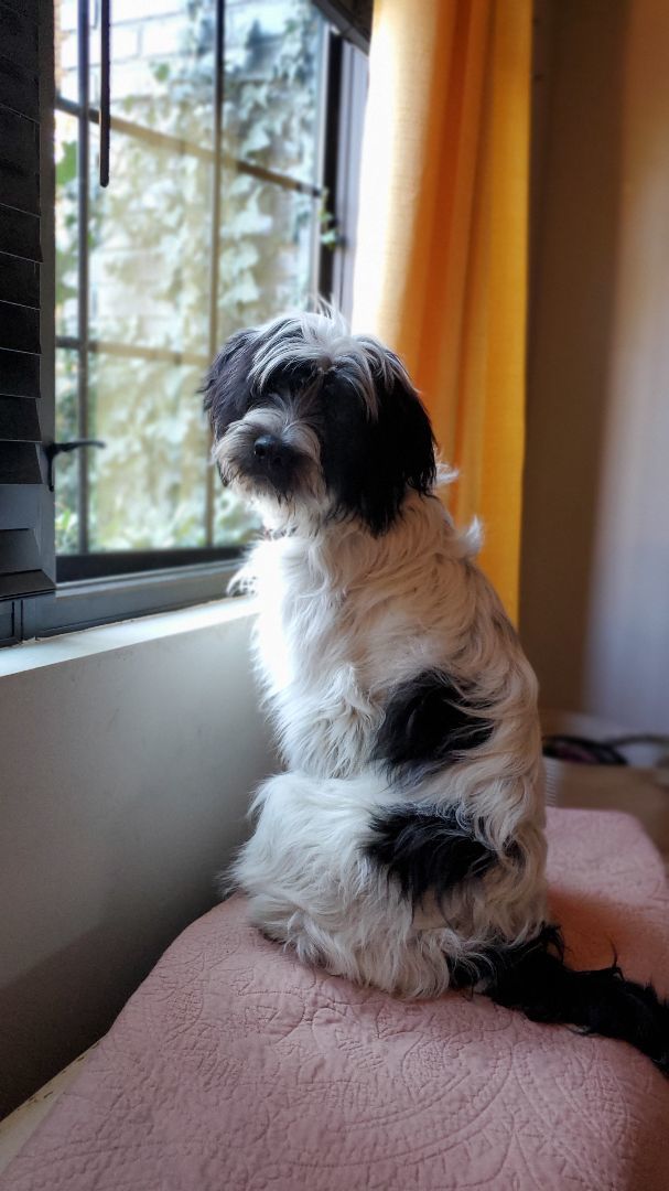 Blue Ridge Border Collie Rescue