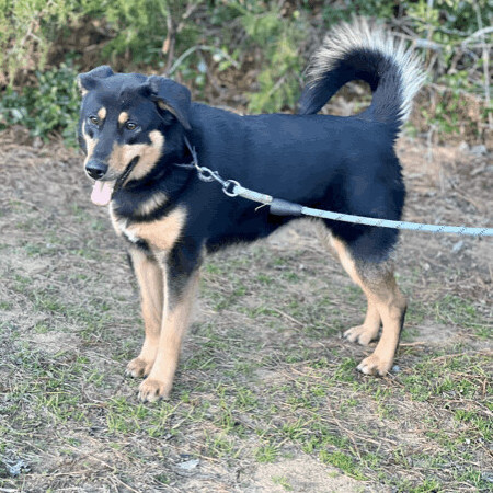 Beauceron husky hot sale mix