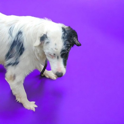 Phantom 2024 australian shepherd