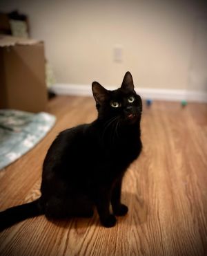 Isabel, Adult Female Domestic Short Hair