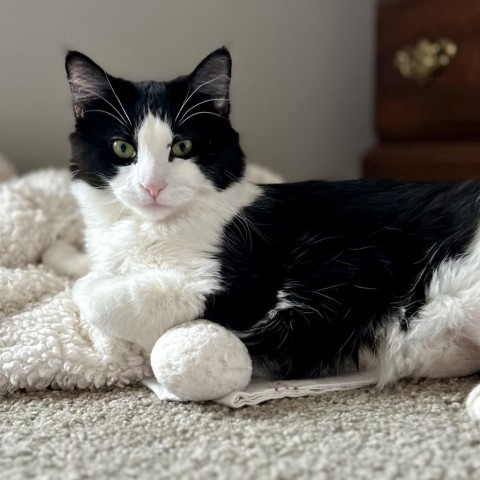 Zoe, an adoptable Domestic Medium Hair in Zimmerman, MN, 55398 | Photo Image 4