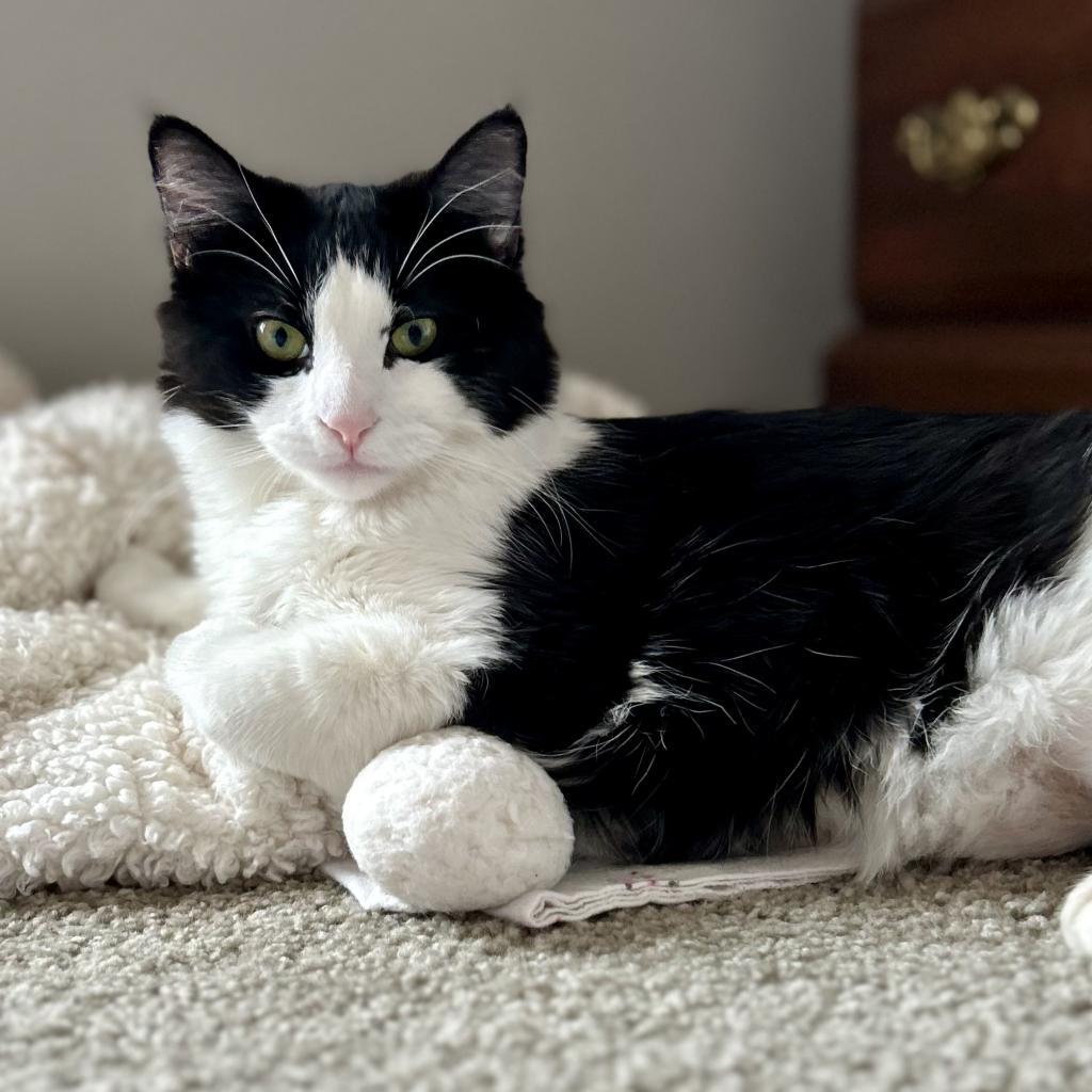 Zoe, an adoptable Domestic Medium Hair in Zimmerman, MN, 55398 | Photo Image 5