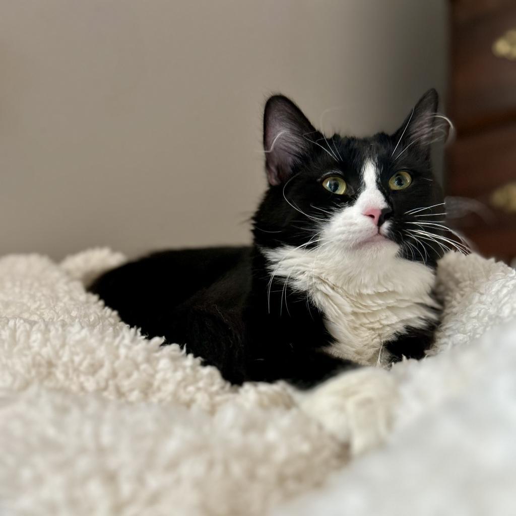 Starfire, an adoptable Domestic Medium Hair in Zimmerman, MN, 55398 | Photo Image 1