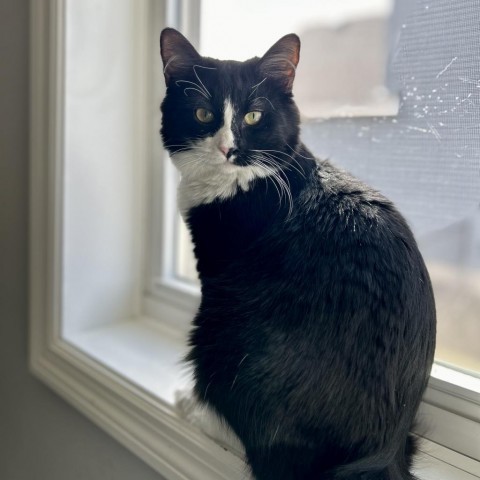 Starfire, an adoptable Domestic Medium Hair in Zimmerman, MN, 55398 | Photo Image 3