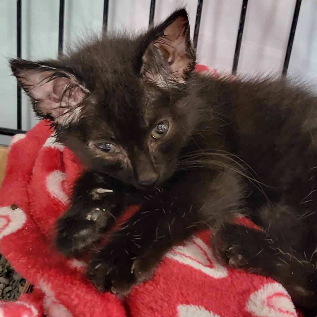 Parker, an adoptable Domestic Short Hair in Bismarck, ND, 58507 | Photo Image 5