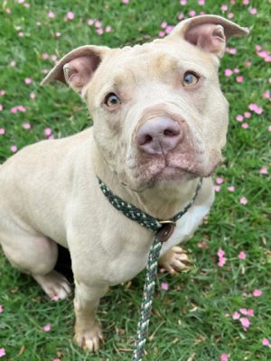 Luna, Adult Female unknown