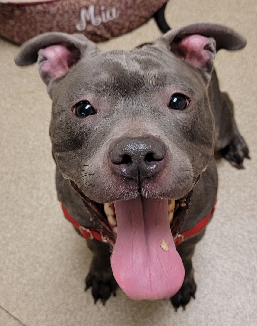 Blue gray nose Pitbull Jigsaw Puzzle