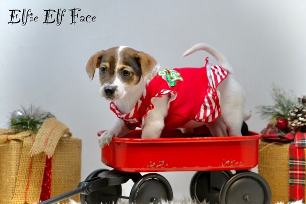 Elfie Elf Face