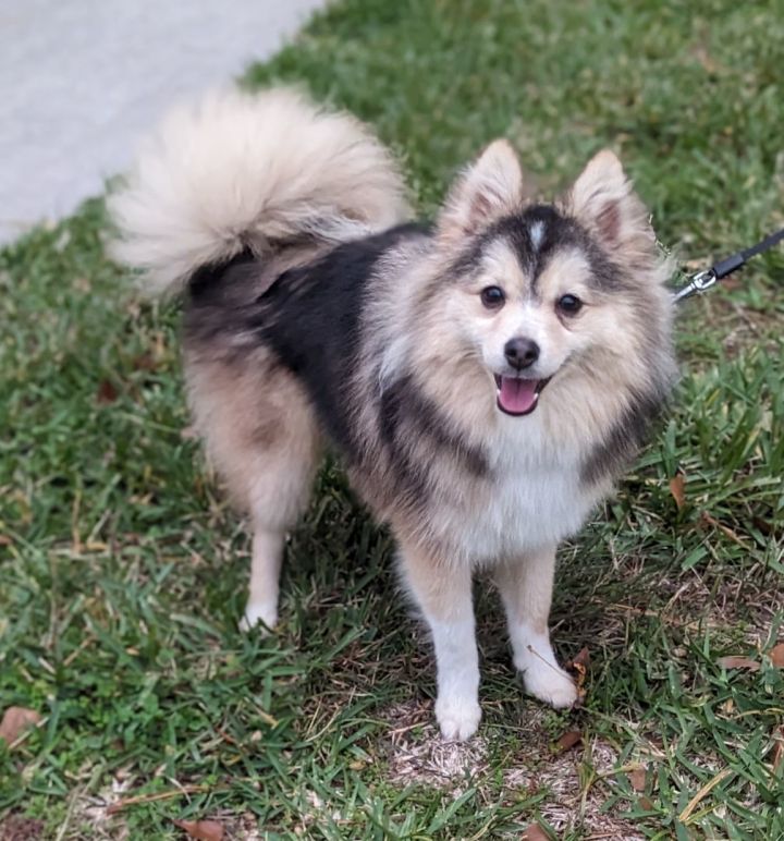 Milo, an adopted Pomeranian & Siberian Husky Mix in Spring, TX_image-1