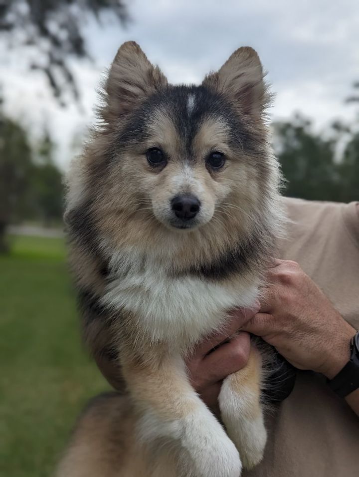 Milo, an adopted Pomeranian & Siberian Husky Mix in Spring, TX_image-2