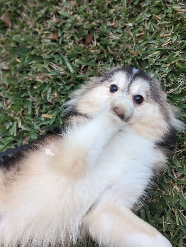 Milo, an adopted Pomeranian & Siberian Husky Mix in Spring, TX_image-4