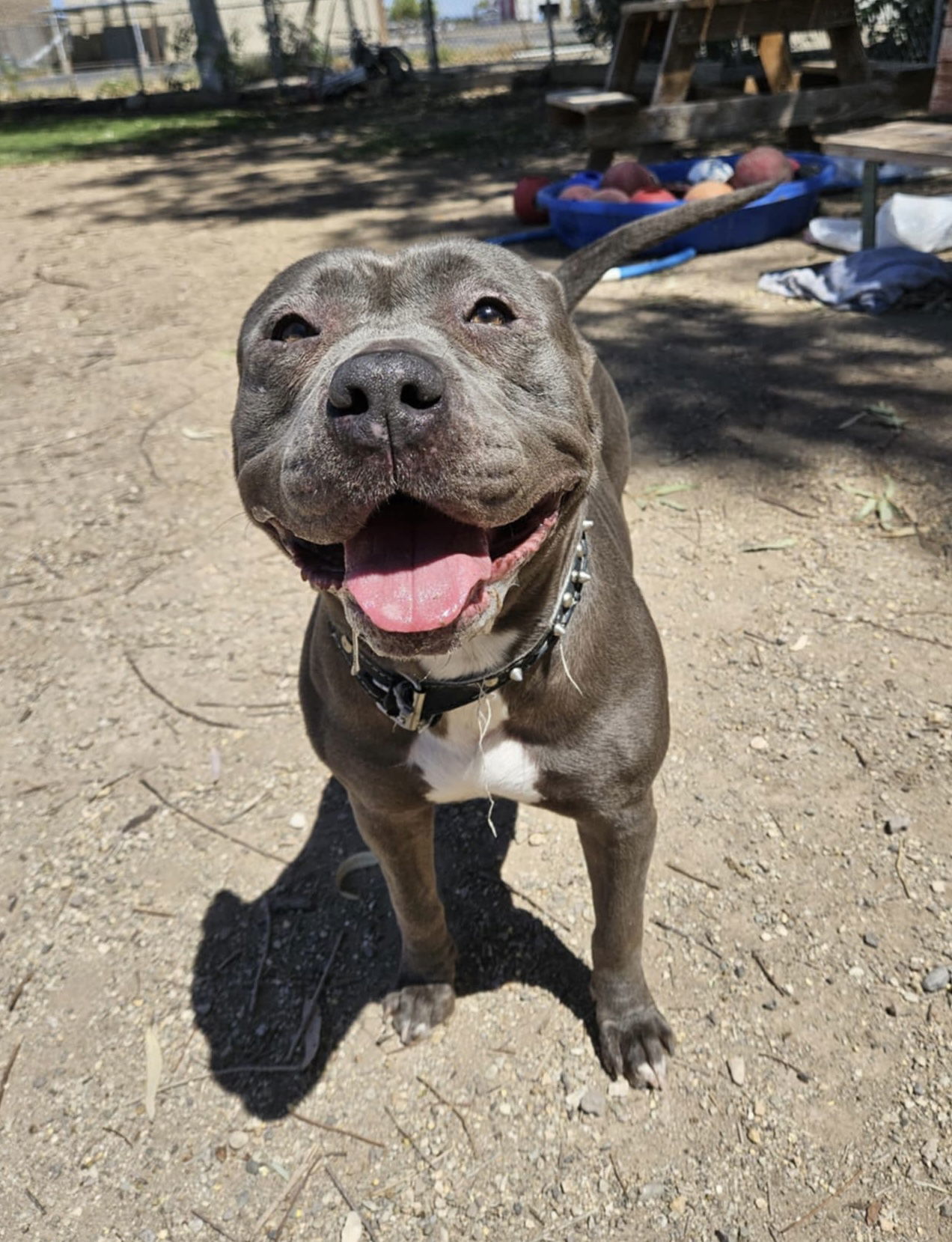 Roxy, an adoptable Pit Bull Terrier in El Centro, CA, 92243 | Photo Image 1