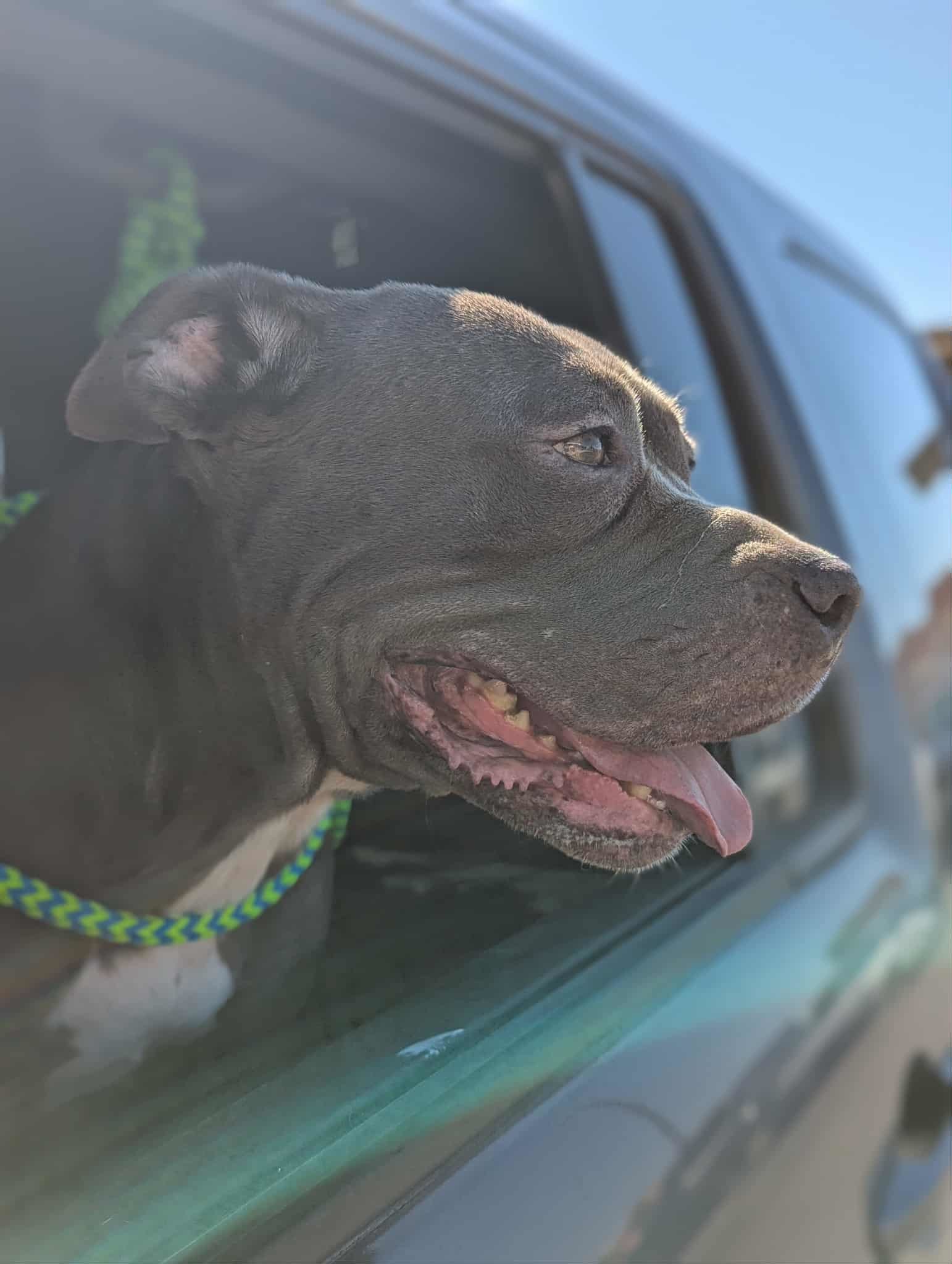 Roxy, an adoptable Pit Bull Terrier in El Centro, CA, 92243 | Photo Image 1