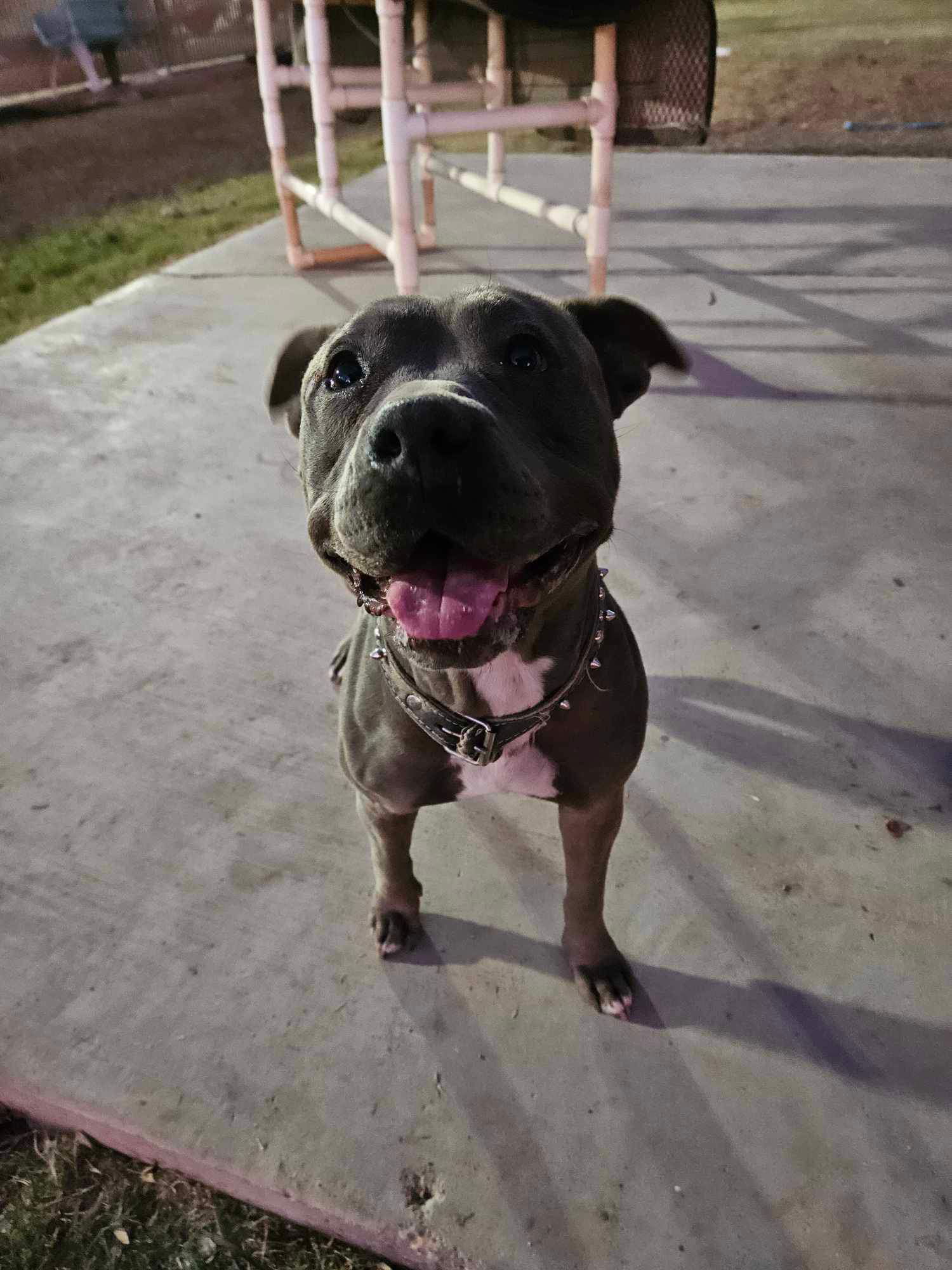 Roxy, an adoptable Pit Bull Terrier in El Centro, CA, 92243 | Photo Image 2