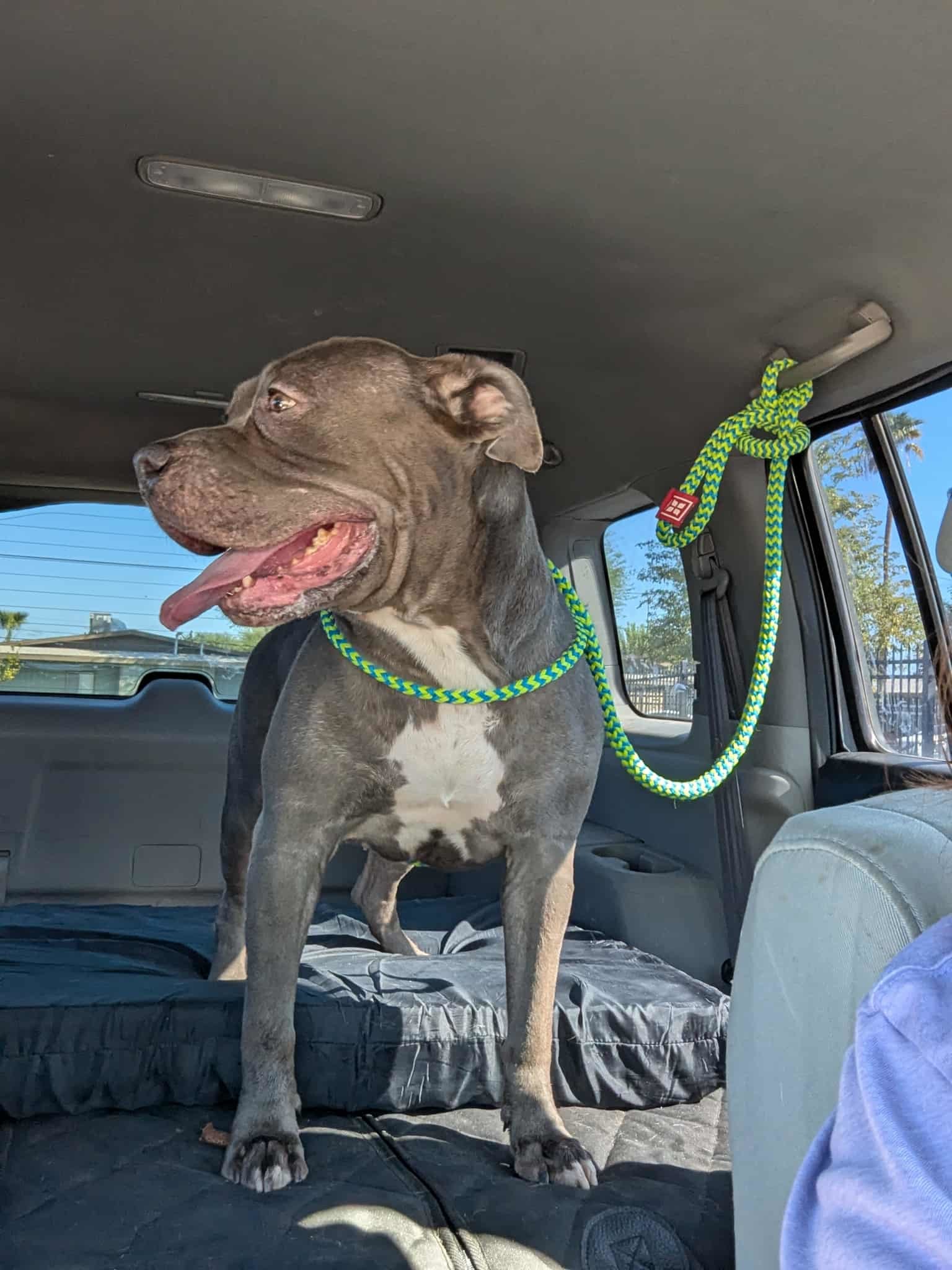 Roxy, an adoptable Pit Bull Terrier in El Centro, CA, 92243 | Photo Image 2