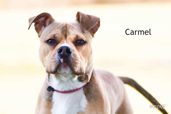 Carmel, an adoptable Pit Bull Terrier in Cedar Rapids, IA_image-3