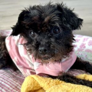 Amelie was brought in from North Long Beach dragging her little body Handicapped and with a bladder