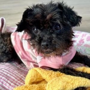 Amelie was brought in from North Long Beach dragging her little body Handicapped and with a bladder