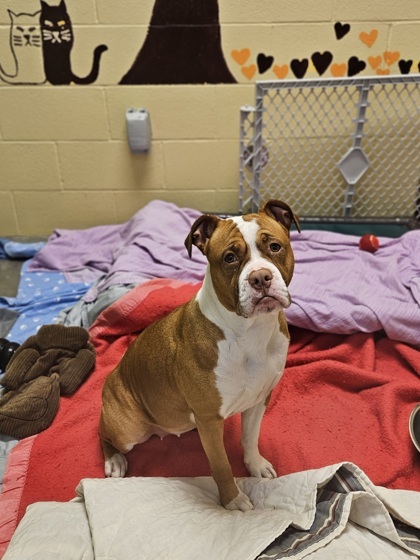 Bubbles, an adoptable American Bulldog Mix in Independence, MO_image-1