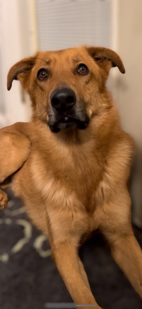Thor , an adoptable German Shepherd Dog Mix in Athens, TN_image-3