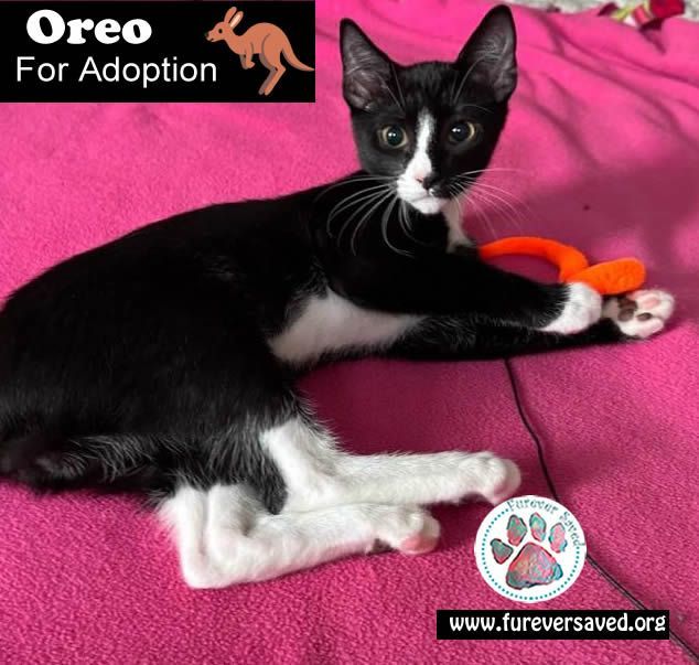Oreo, an adoptable Domestic Short Hair in Miami, FL_image-2