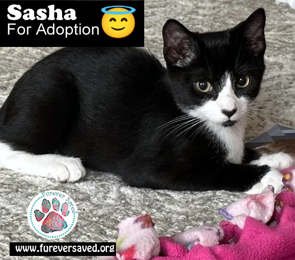 Sasha, an adoptable Domestic Short Hair in Miami, FL_image-1