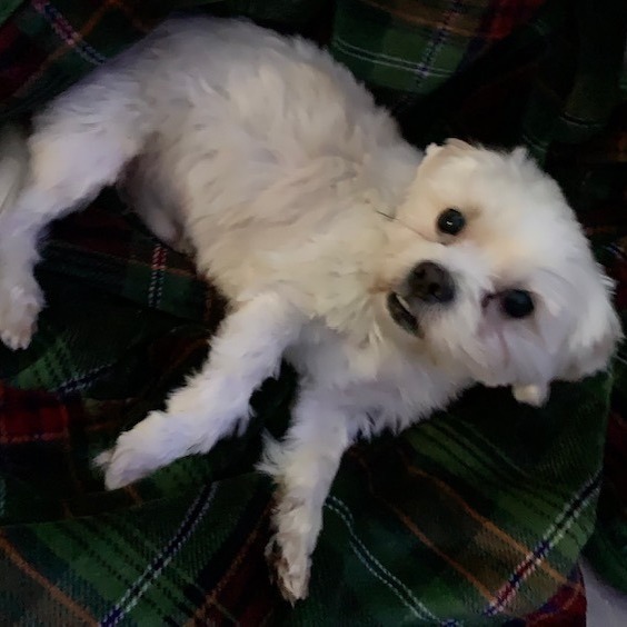 Woody, an adopted Maltese Mix in Rochester, NY_image-4